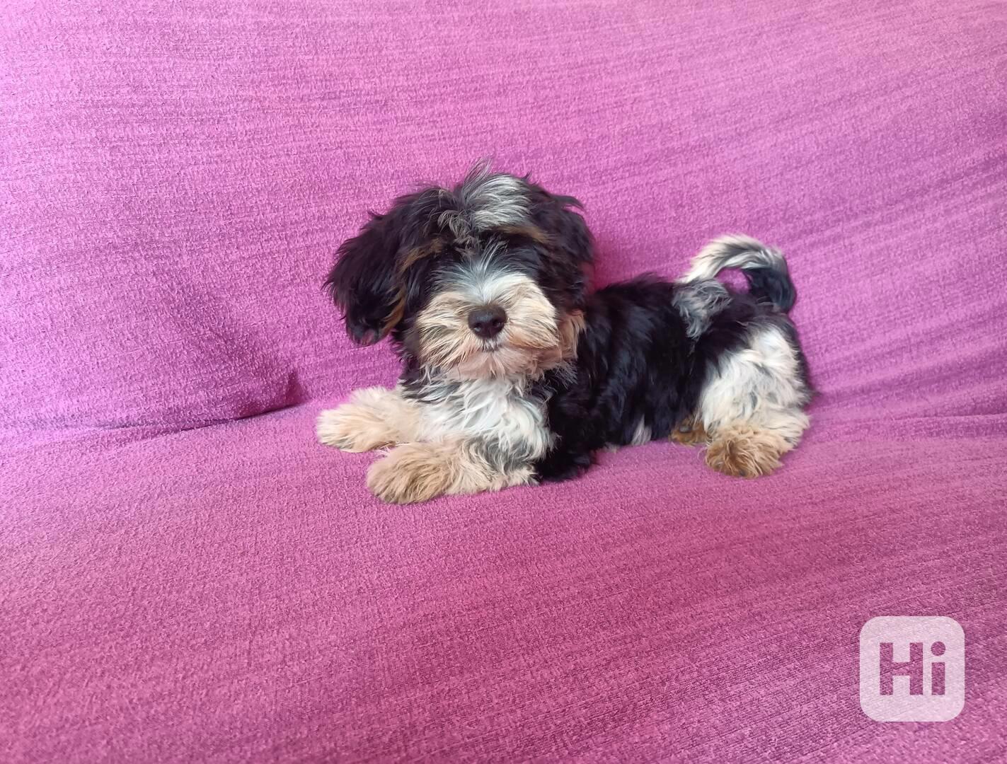 Biewer terier - foto 1