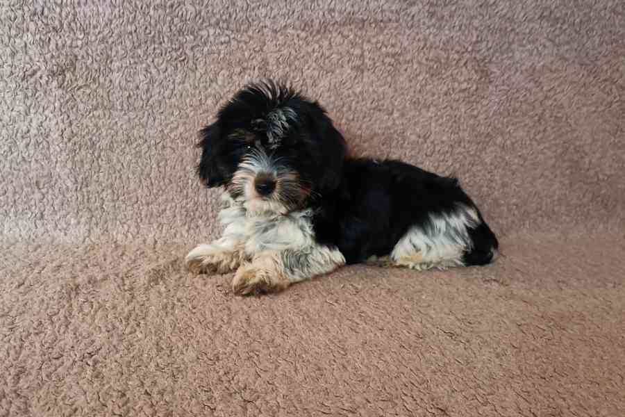 Biewer terier - foto 3