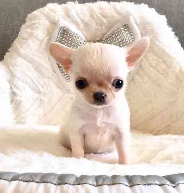 přátelská  Štěňata čivavy k adopci