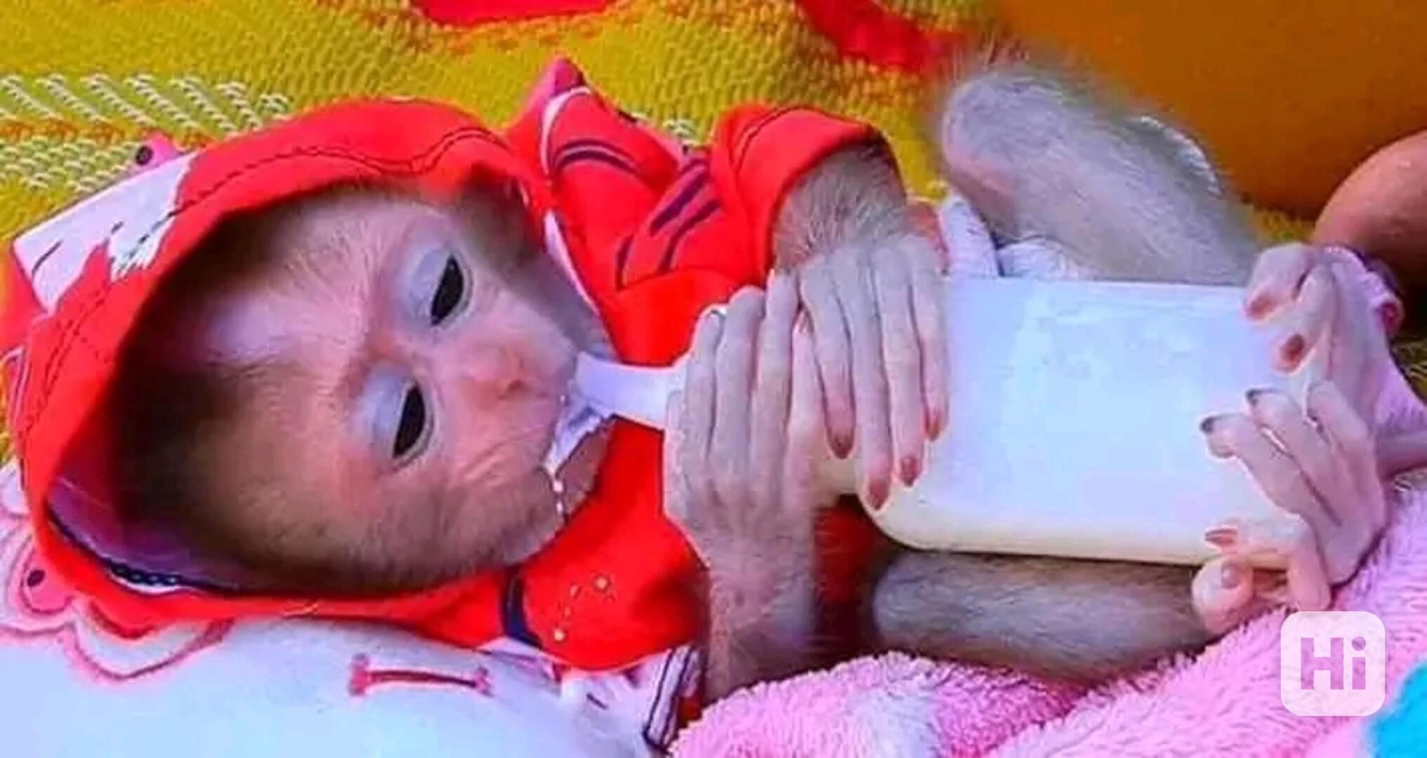  Domácí kapucíni pro děti. - foto 1