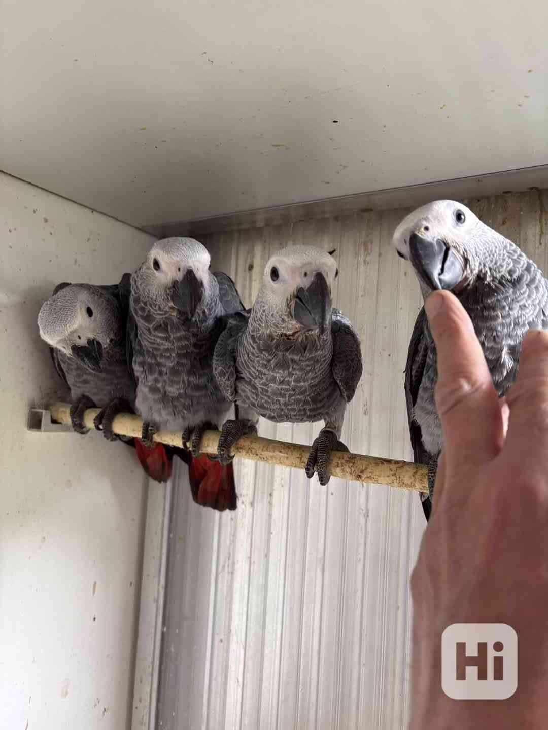 Žako velký ručně dokrmený  - foto 1