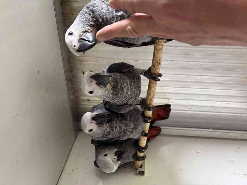 Žako velký ručně dokrmený  - foto 4