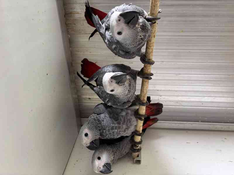 Žako velký ručně dokrmený  - foto 3