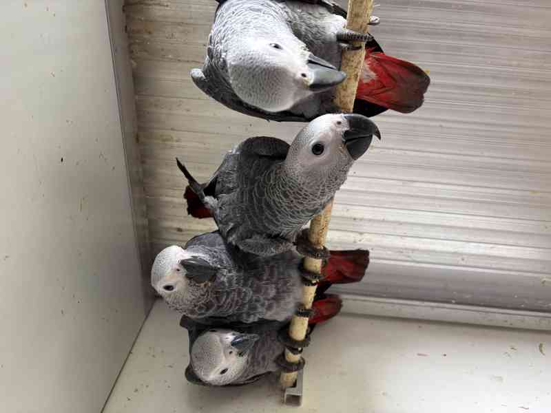 Žako velký ručně dokrmený  - foto 2