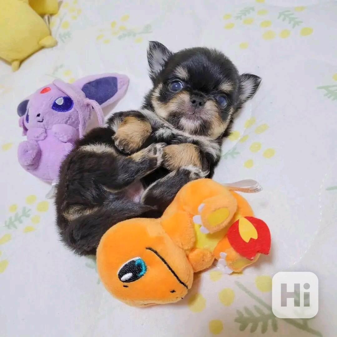 Cute Chihuahua  - foto 1