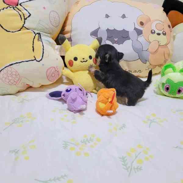 Cute Chihuahua  - foto 2
