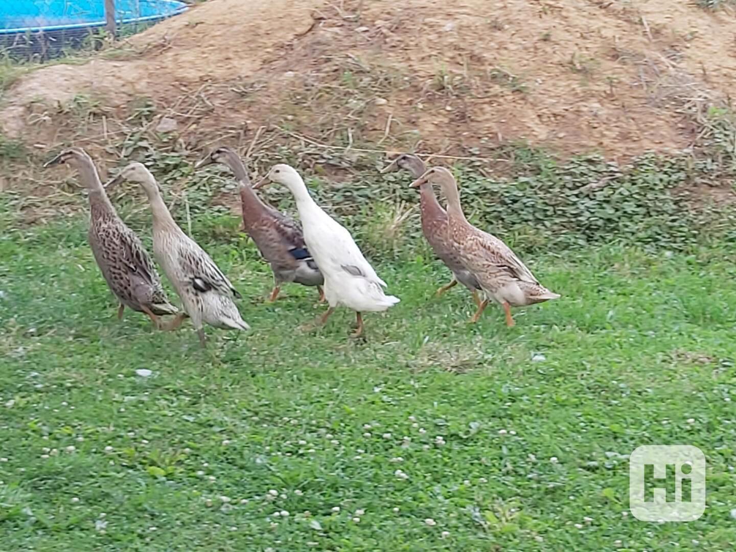 Indický běžec – nejlepší bojovník proti slimákům - foto 1