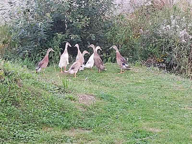 Indický běžec – nejlepší bojovník proti slimákům - foto 2