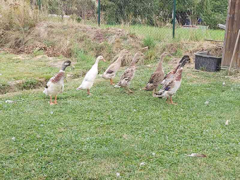 Indický běžec – nejlepší bojovník proti slimákům - foto 4