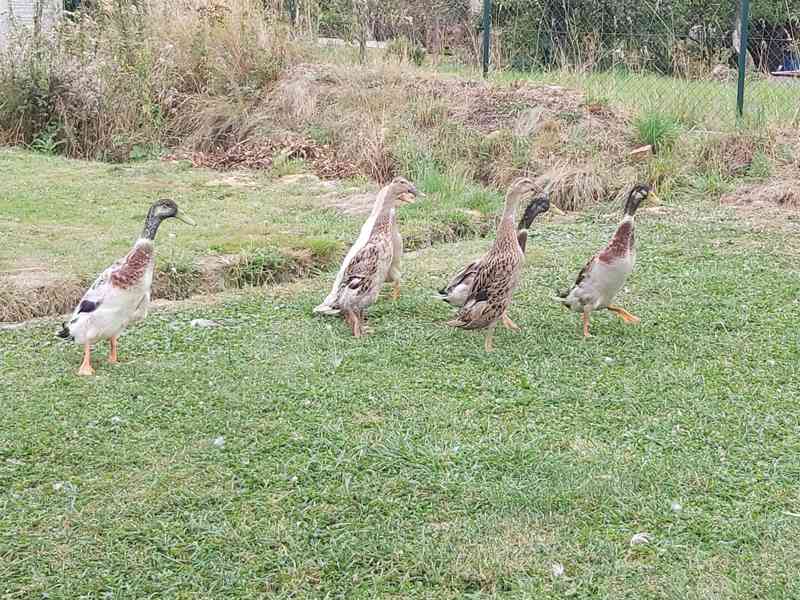 Indický běžec – nejlepší bojovník proti slimákům - foto 3