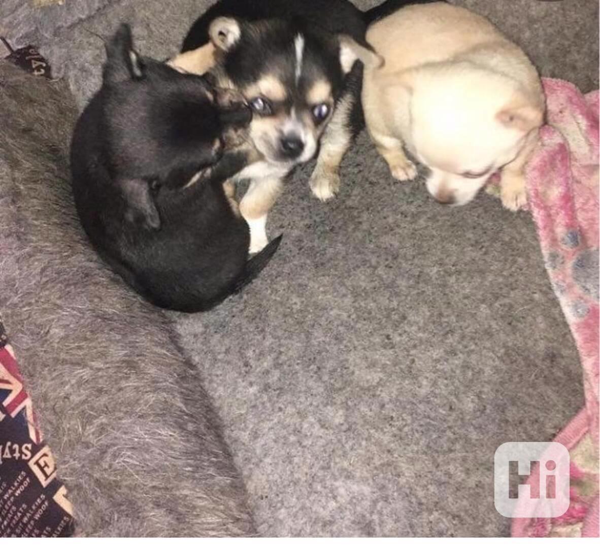 Krásna Štěňátka Čivavy - foto 1