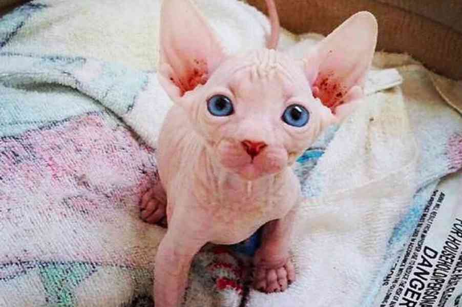 Krásná koťátka sphynxů na prodej - foto 1