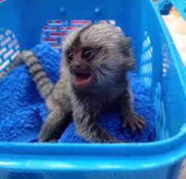 marmoset opice  na adopciu