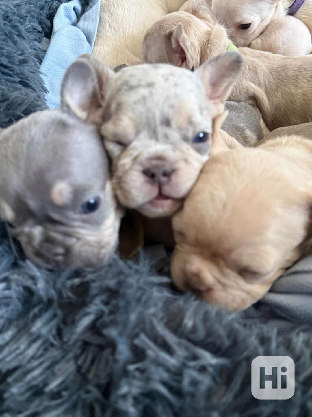 štěňátka francouzského buldočka - foto 1