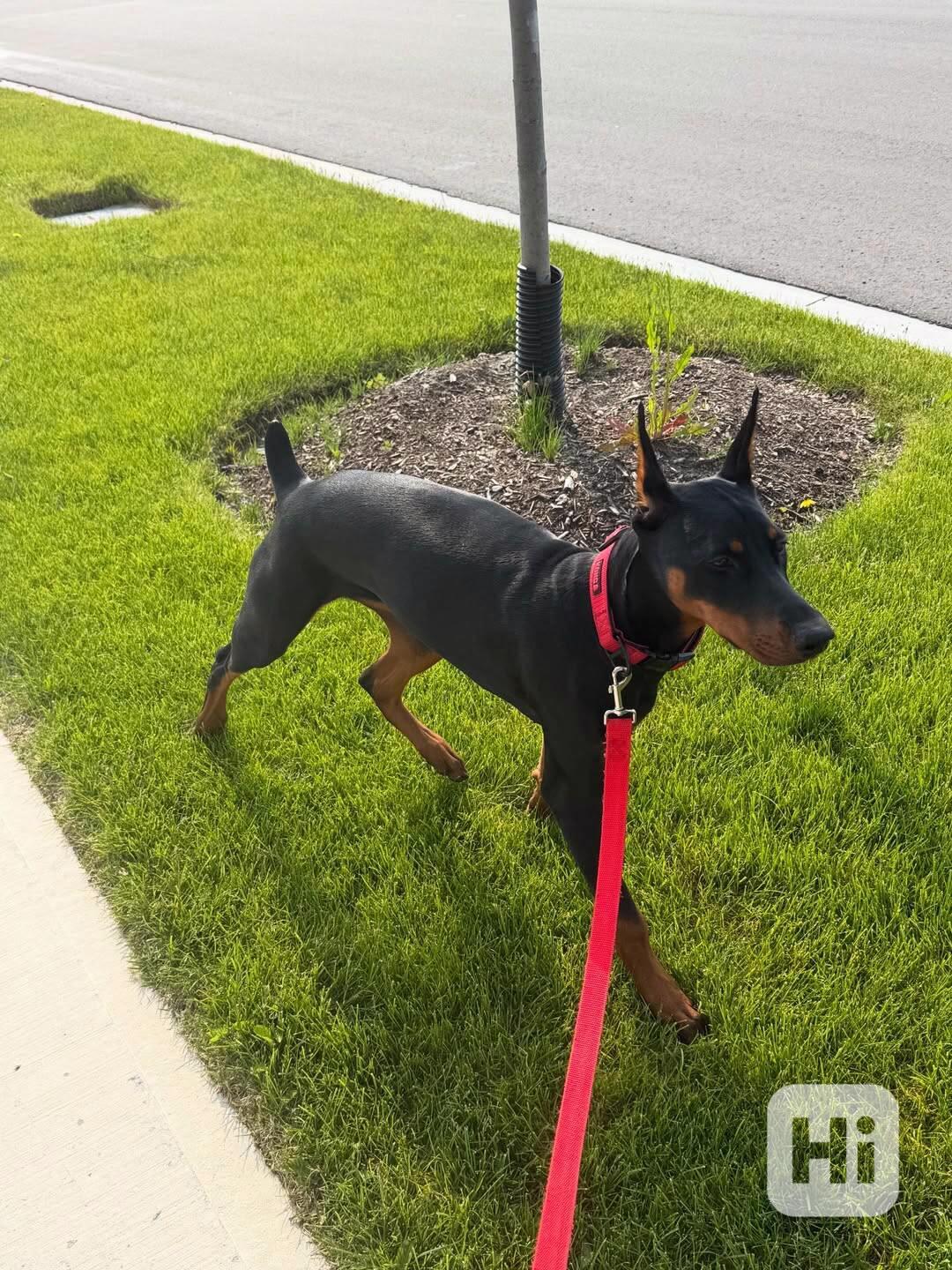 Štěňata dobermana - foto 1