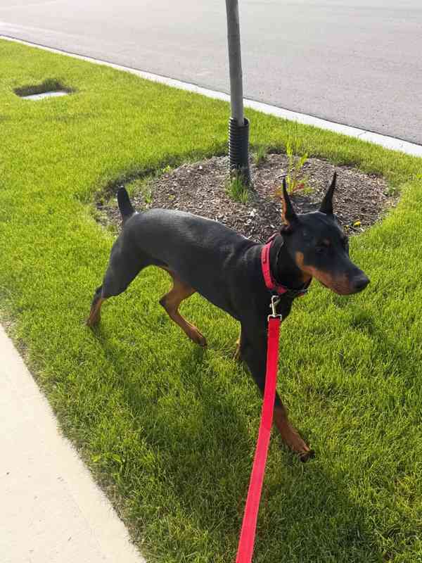 Štěňata dobermana - foto 1