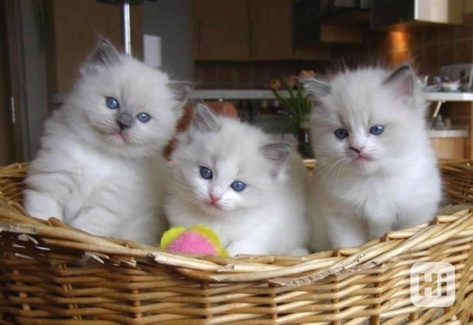 Koťata plemene Ragdoll samci a samice. - foto 1