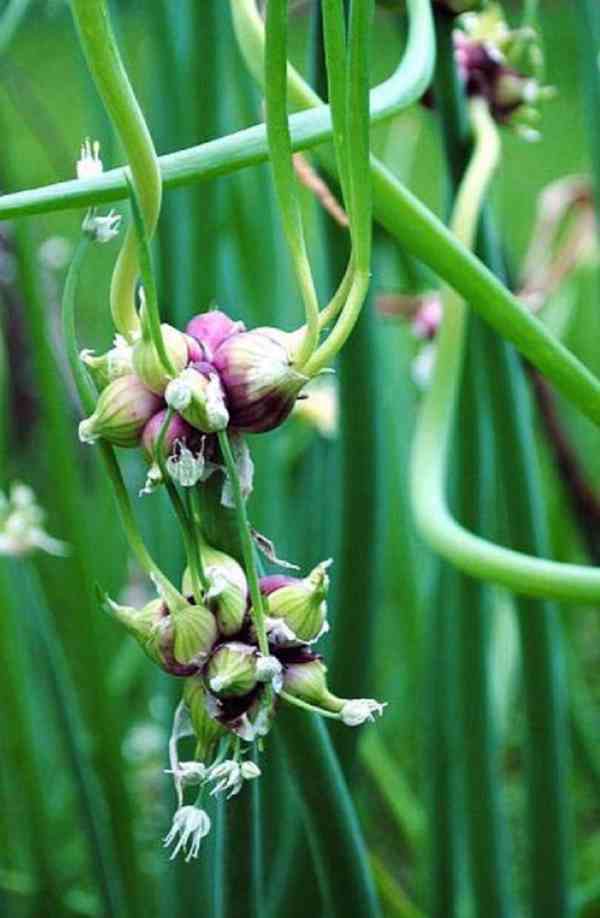 Cibule prorůstavá - Allium proliferum - rostlina - foto 3