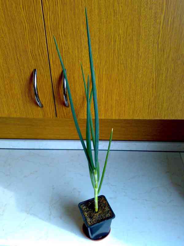 Cibule prorůstavá - Allium proliferum - rostlina - foto 6