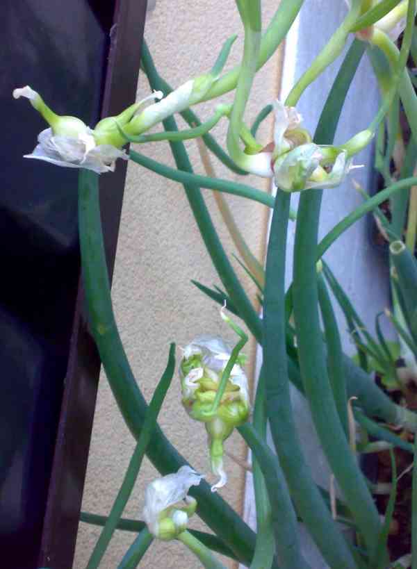 Cibule prorůstavá - Allium proliferum - rostlina - foto 2