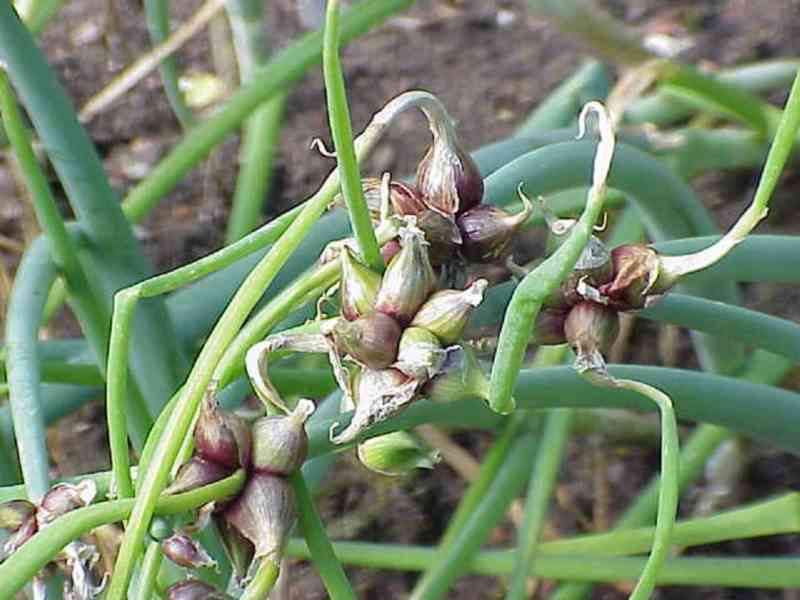 Cibule prorůstavá - Allium proliferum - rostlina - foto 4