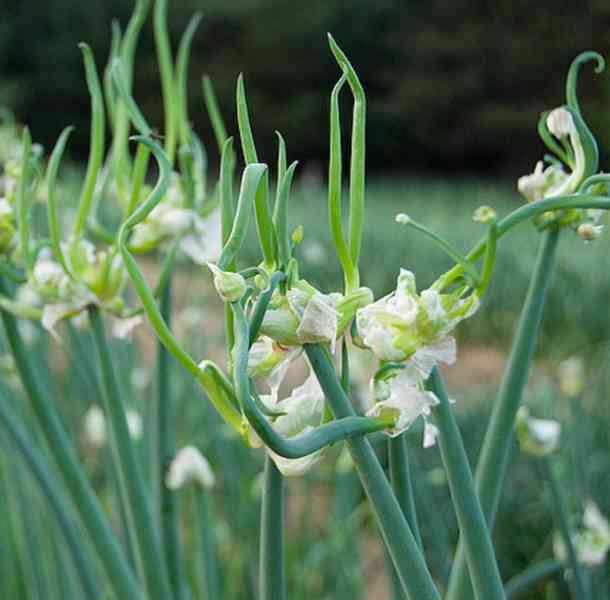 Cibule prorůstavá - Allium proliferum - rostlina - foto 1