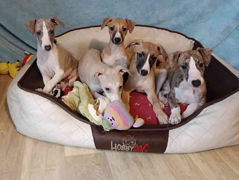 Vipet /Whippet/ - štěňátka s PP - foto 1