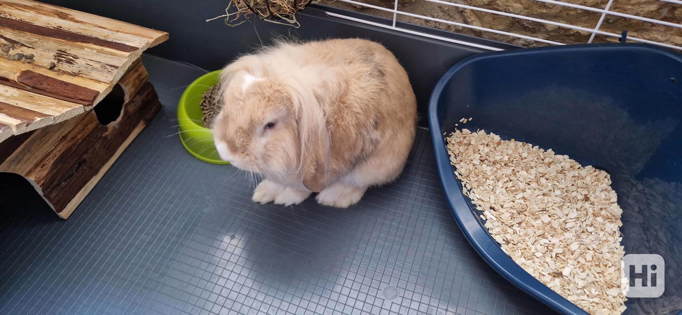 Zakrslý králík Beránek  - foto 1