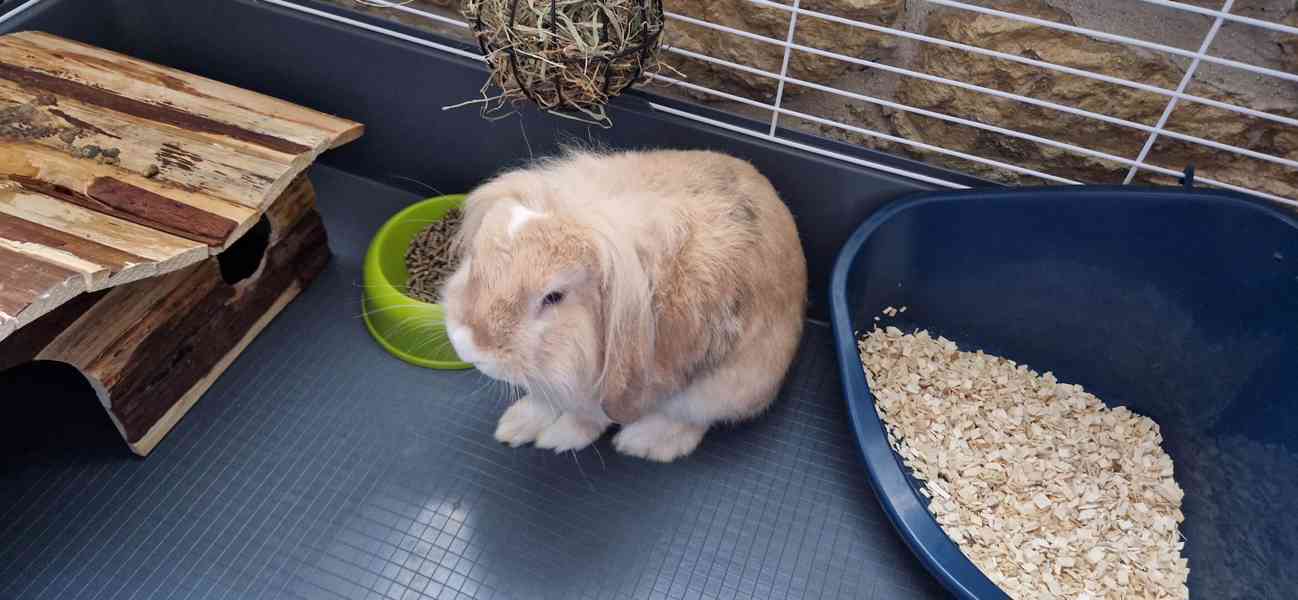 Zakrslý králík Beránek  - foto 2