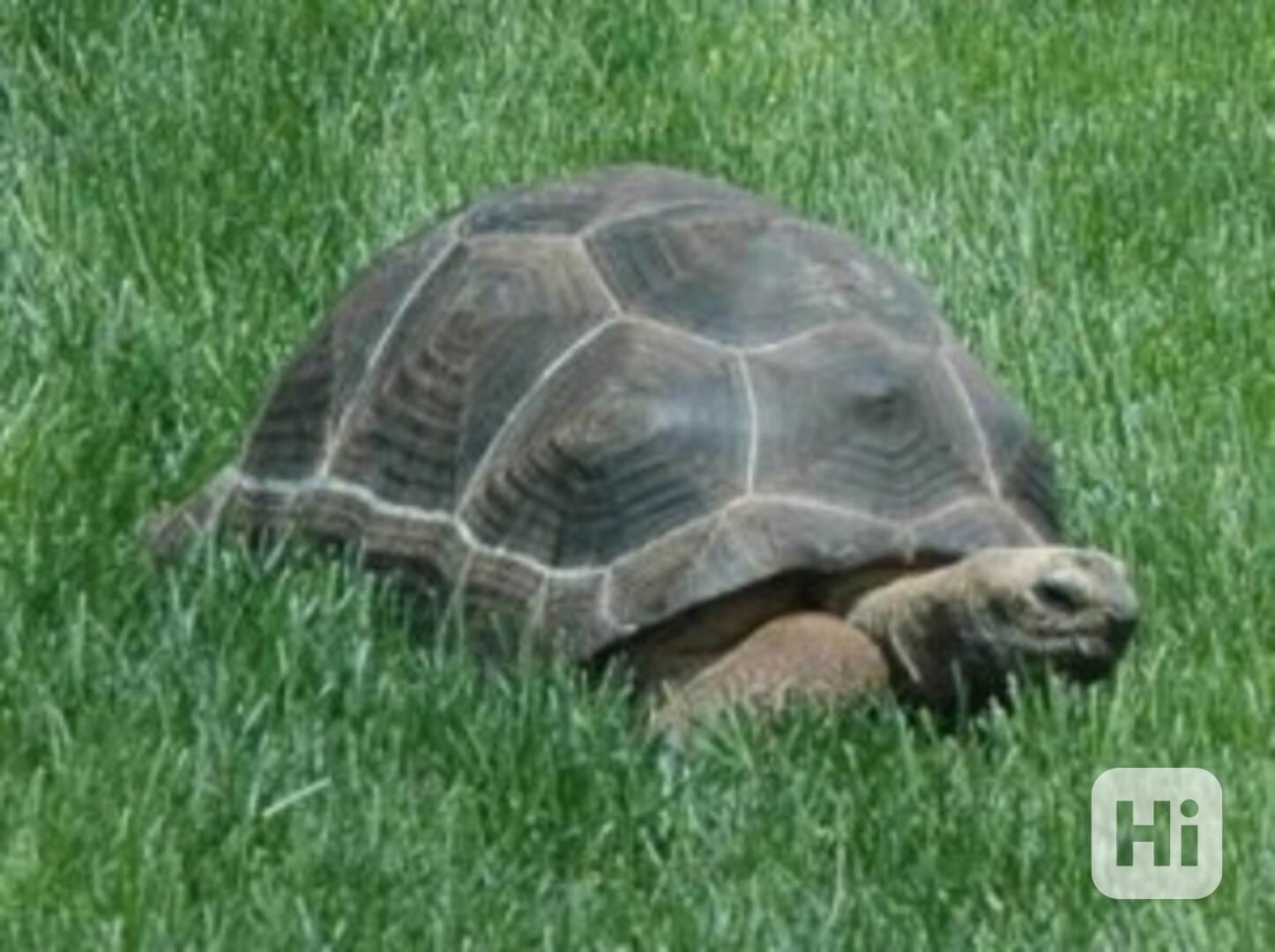 Krásné želvy, dostupné za velmi dobrou cenu - foto 1