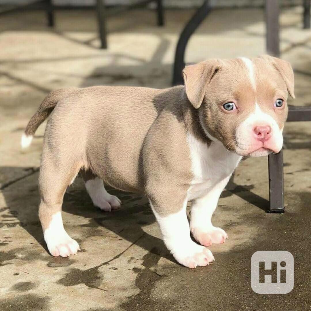 Americký pitbull - foto 1