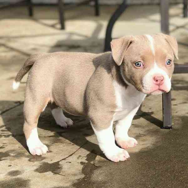 Americký pitbull - foto 1