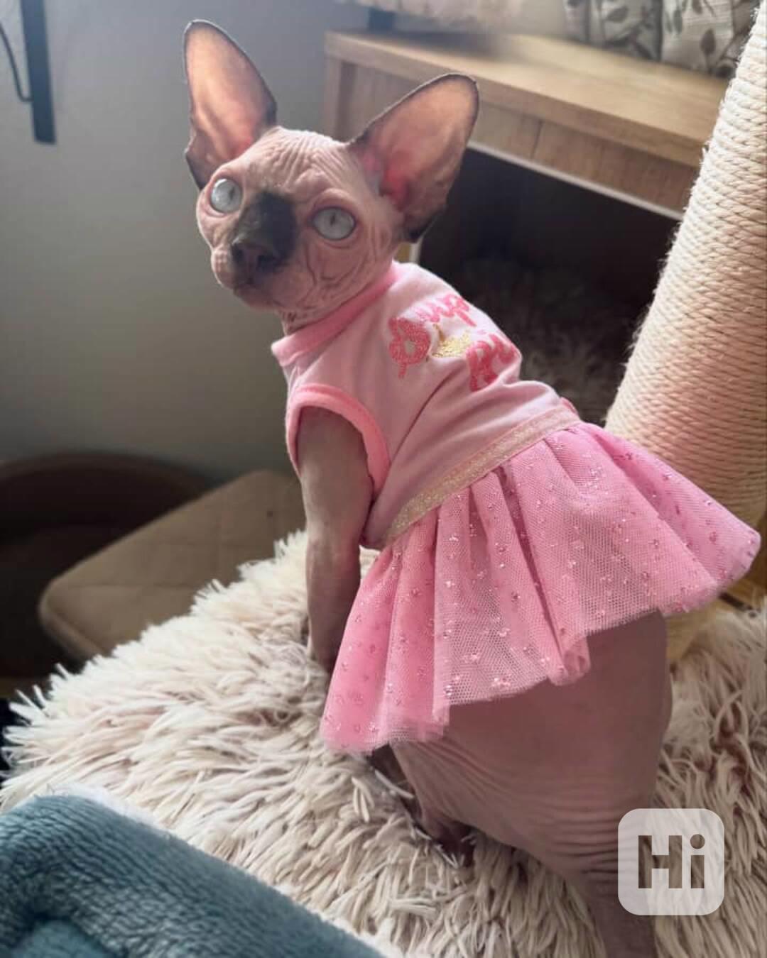 Bezsrstí sphynxští kočky na prodej - foto 1