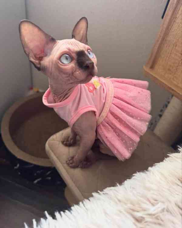 Bezsrstí sphynxští kočky na prodej - foto 2