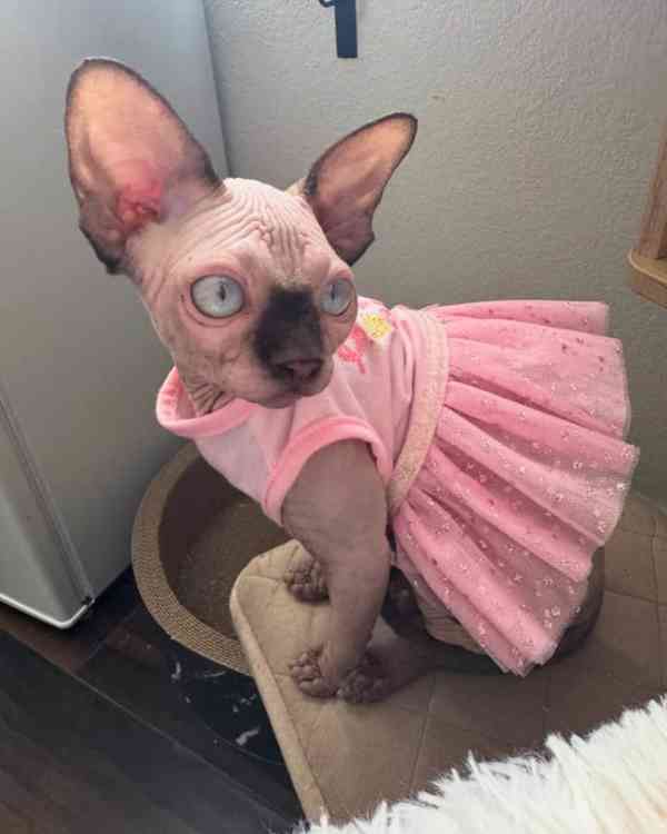 Bezsrstí sphynxští kočky na prodej - foto 3