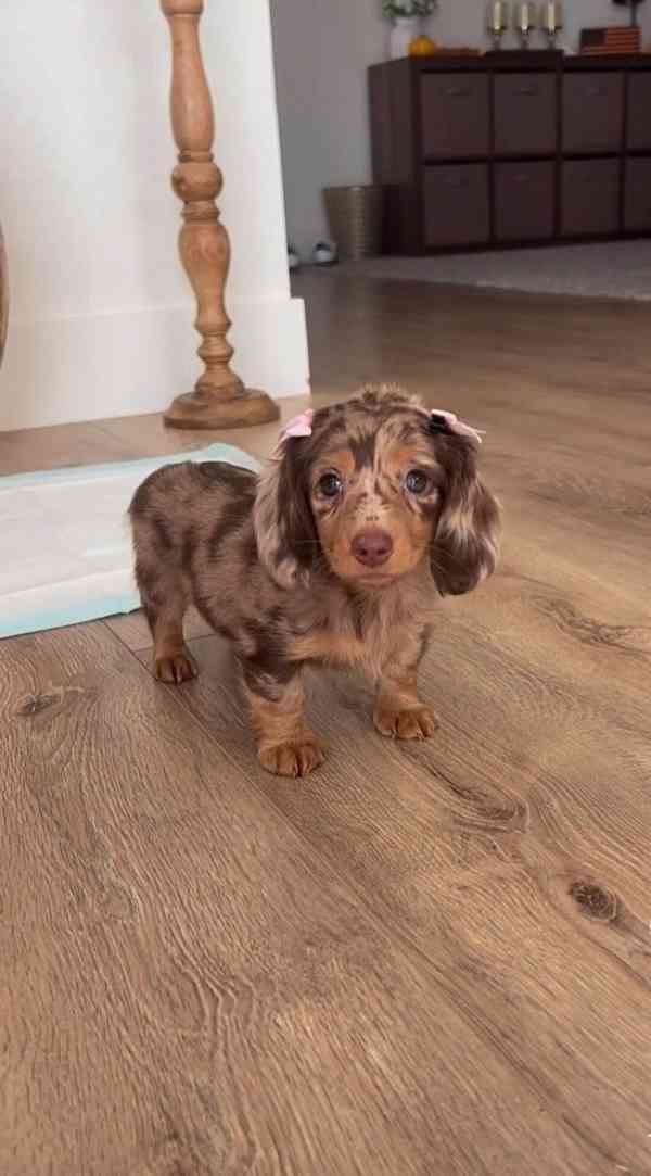 Celkem zdarma štěňata jezevčíka k adopci zdarma   - foto 1