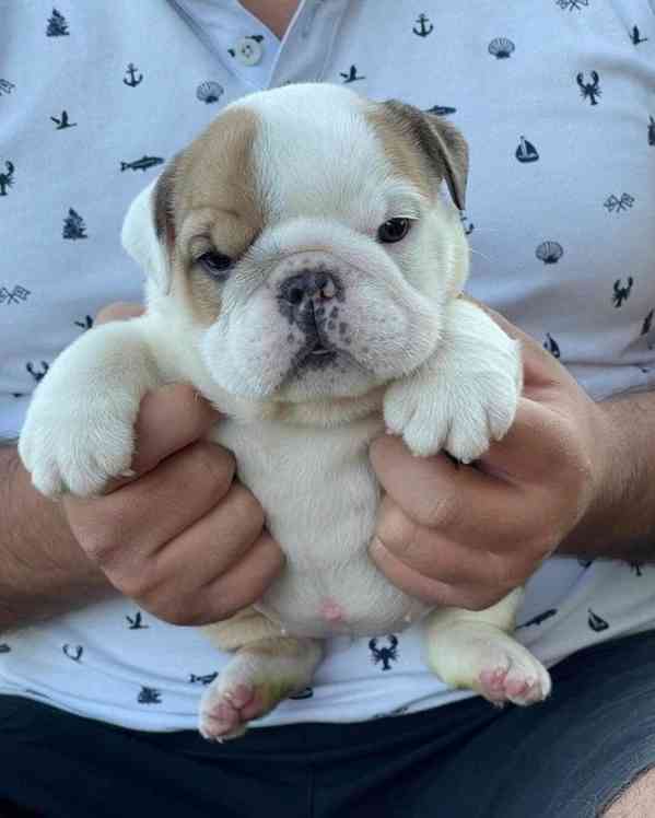 Zdarma  dárek štěňata anglického buldoka k adopci   - foto 3