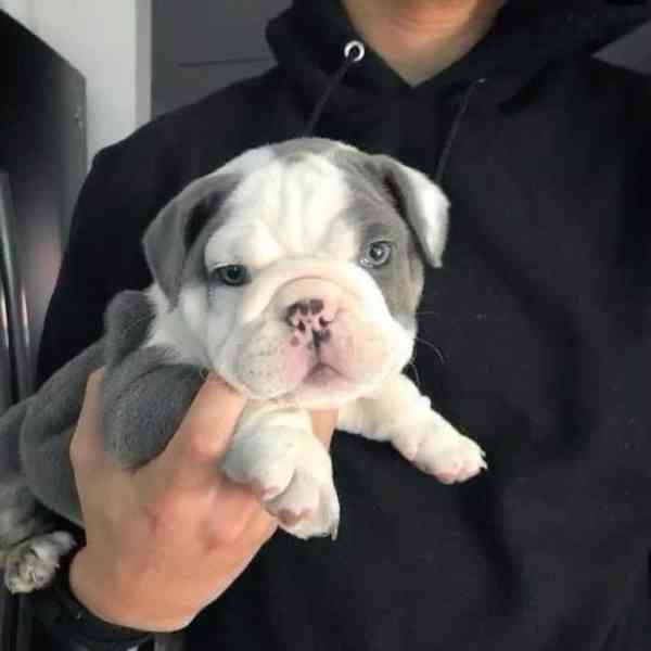 Zdarma  dárek štěňata anglického buldoka k adopci   - foto 2