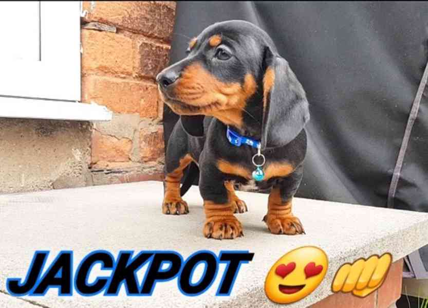 Úžasná miniaturní štěňata jezevčíka - foto 1