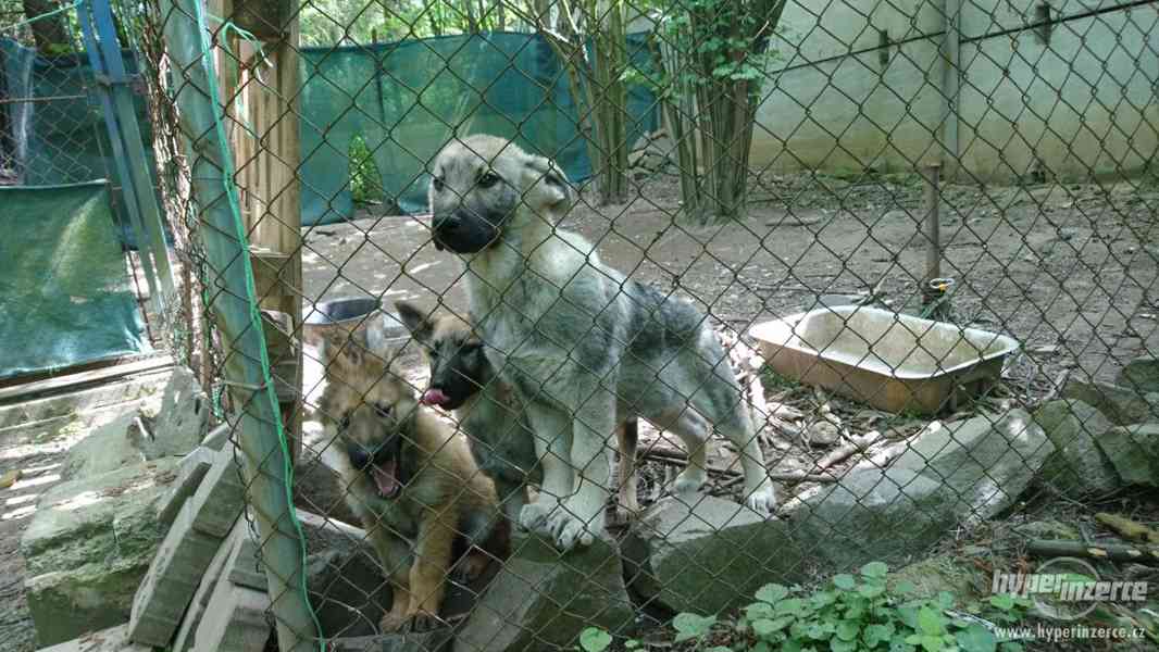 Německý ovčák - hlídací pes/štěňata bez PP - foto 4