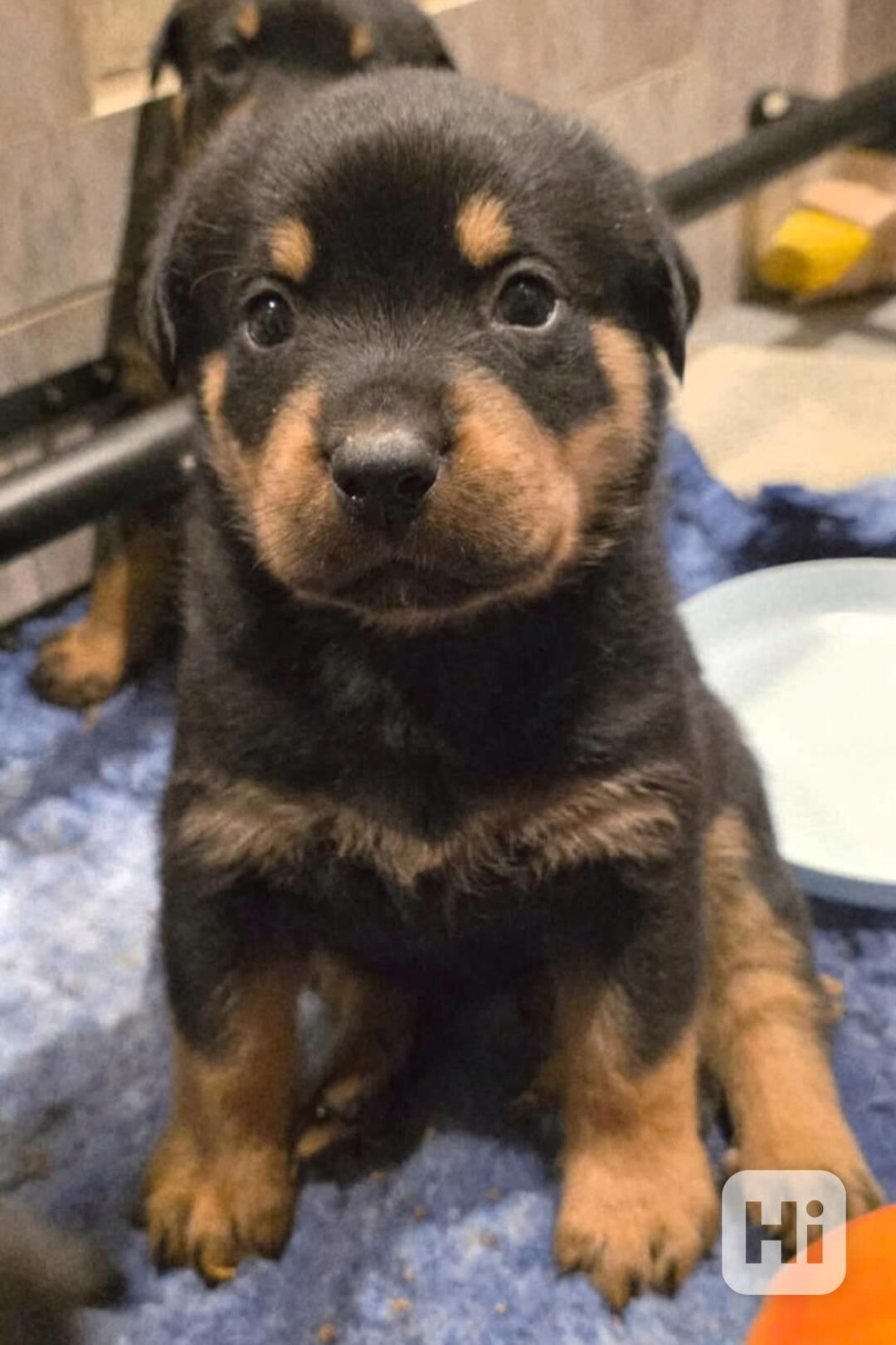 Štěňata rotvajlera - foto 1
