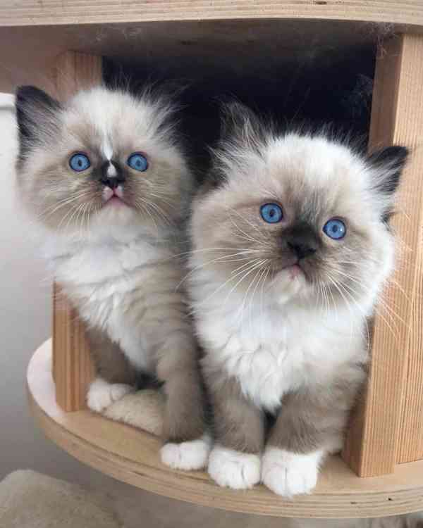 ROZTOMILÁ KOŤÁTKA RAGDOLL - foto 1