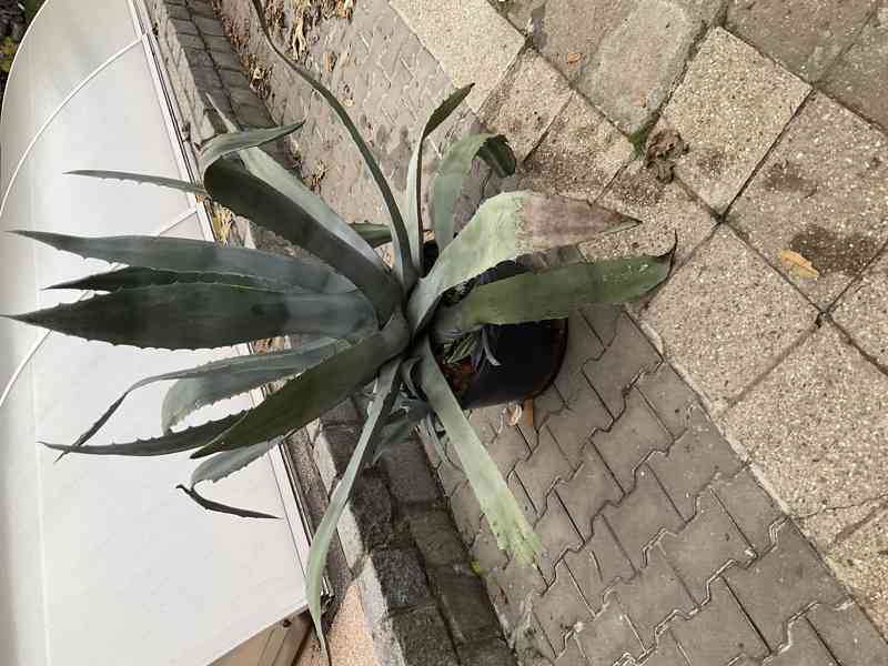 Agave - foto 2