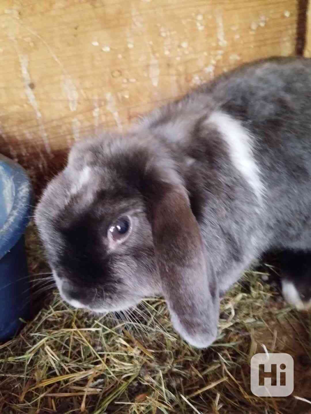 Králík  - foto 1