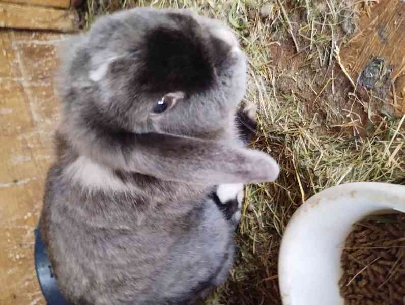 Králík  - foto 2
