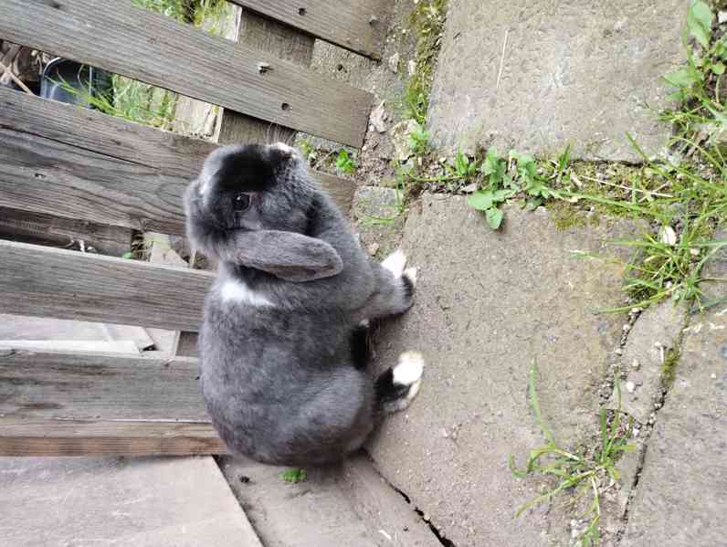 Králík  - foto 1