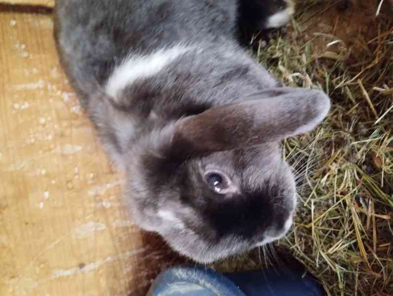 Králík 