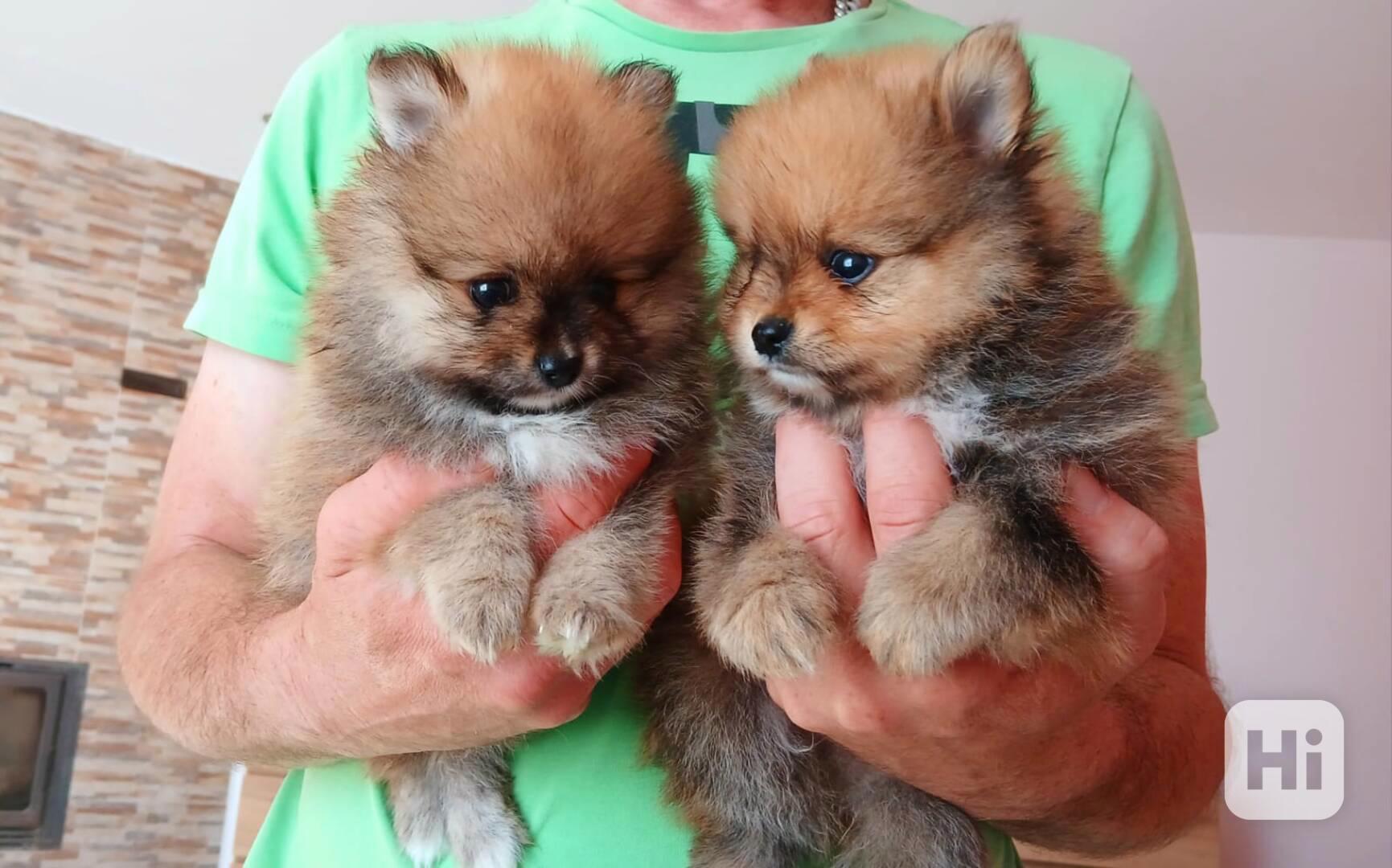 Pomeranian - foto 1