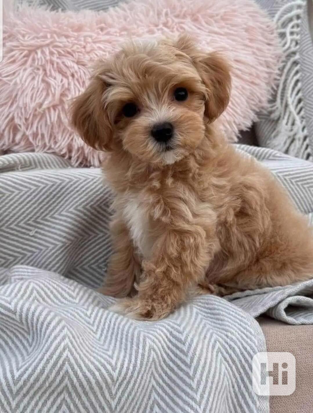 Maltské/Maltipoo mix štěňata - foto 1