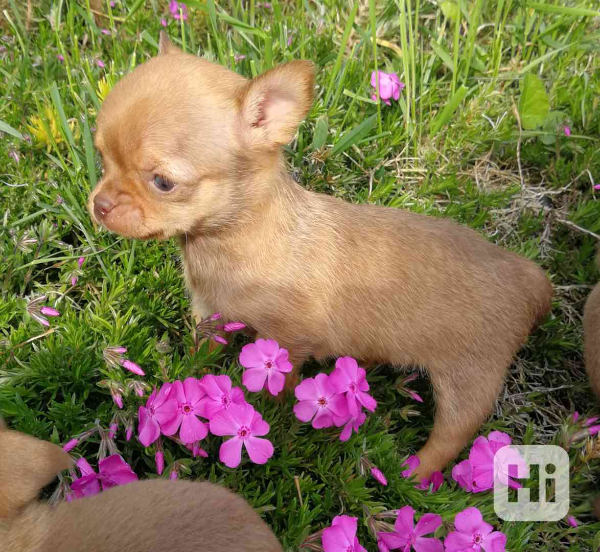 Čivava s PP - foto 1